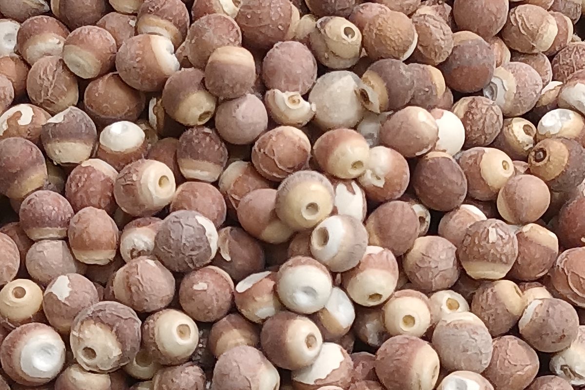 Popped foxnuts arranged as a visual reference for makhana grade comparison